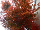 DSCN0974.JPG